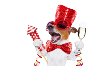 So kommt ihr gut ins neue Jahr - Tipps für Silvester mit dem Hund