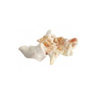 MACED Chips von weisen Ohr