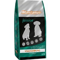 Montanus junior